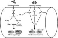 Mechanical-Metabolic-Stress-Response.jpg