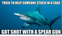 misunderstood-shark-meme.jpg