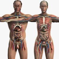 Male-and-female-anatomy.jpg