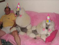 poodle-party.jpg