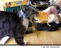 burgercat.jpg
