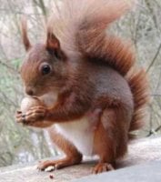Squirrel-adult.jpg