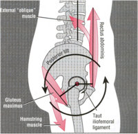 posterior-pelvic-tilt.jpg