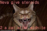 midnight steroids cat.jpg