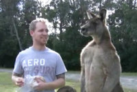 Man-Hand-Feeds-a-Giant-Kangaroo1.jpg