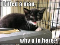 funny-pictures-kitten-cage-killed-a-man.jpg