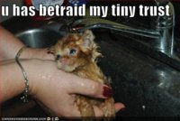 funny-pictures-orange-kitten-sink-bath-betrayal.jpg