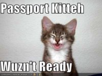 funny-pictures-kitten-bad-passport-photo.jpg