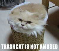 trashcat, lol cat.jpg