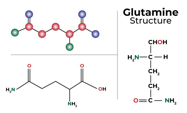 The Role Of Glutamine In Bodybuilding Benefits And Limitations