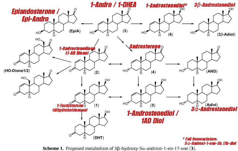 1-andro-metabolism-768x489.png
