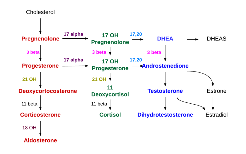 1024px-Adrenal_steroid_hormone_synthesis.png