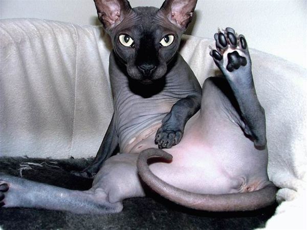 10644d1195805559-cat-hairless_cat_spreads.jpg