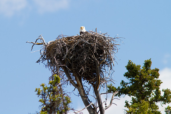 2010_05_29_BaldEagleNest_6169.jpg