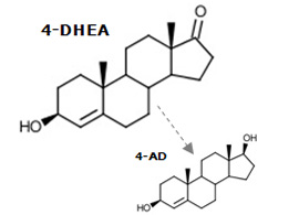4-dhea_molecule.jpg
