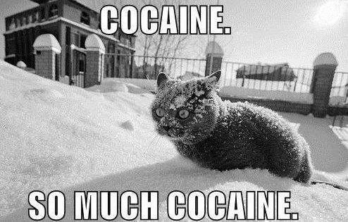 5779d1302125632-cocaine-bear-i-fucking-love-cocaine-cat-so-much-coke.jpg