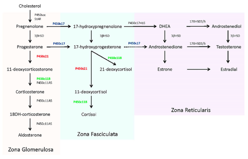 Adrenal-steroidogenesis-pathway-Biosynthetic-pathway-of-mineralocorticoids.png