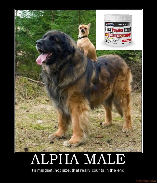 alpha-male-dogs-animals-alpha-male-demotivational-poster-1273807425.jpg