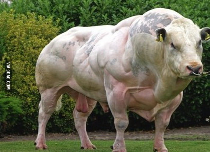 Big Bull.jpg