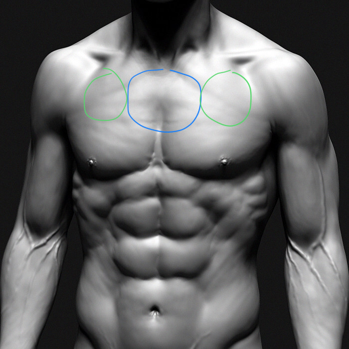 Upper mid chest - AnabolicMinds.com