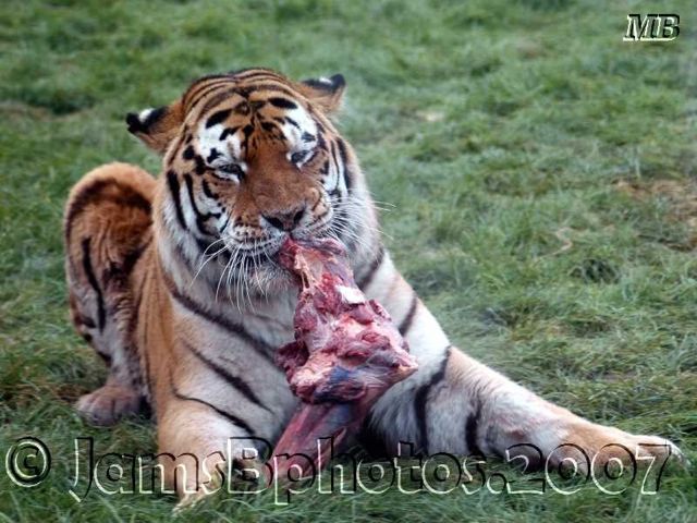Carnivore(1).jpg