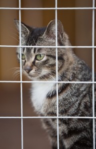 cat-behind-cage-193x300.jpg
