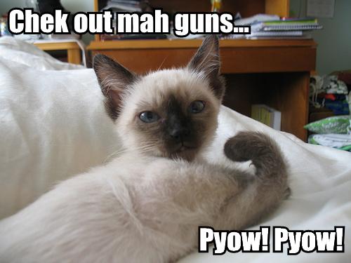 cat guns.jpg