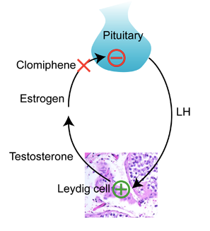 Clomid and the Pituitary.png