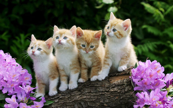 Curious-Kittens-Wallpaper-1.jpg