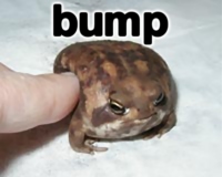 frog_bump.jpg