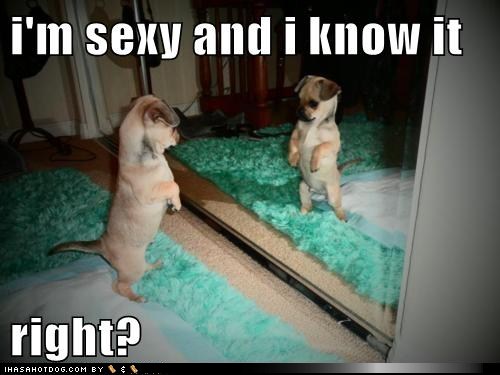 funny-dog-pictures-im-sexy-and-i-know-it-right.jpg