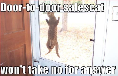 funny-pictures-salesman-cat-will-not-take-no-for-an-answer.jpg
