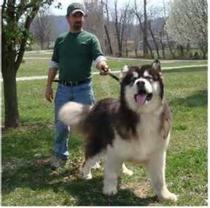 Giant Malamute1.jpg