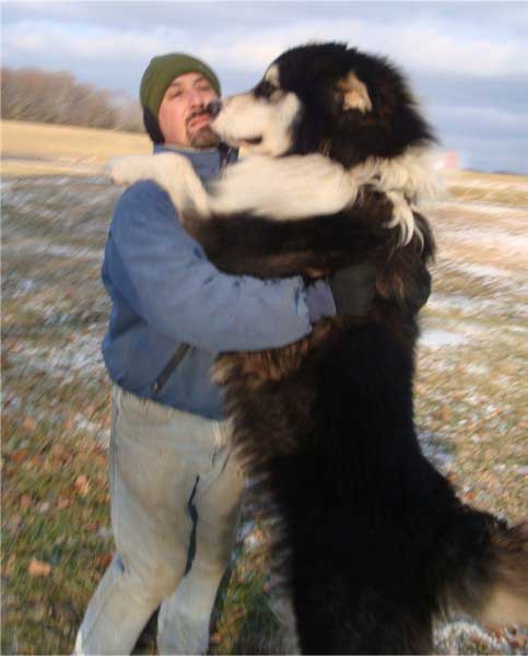Giant Malamute2.jpg