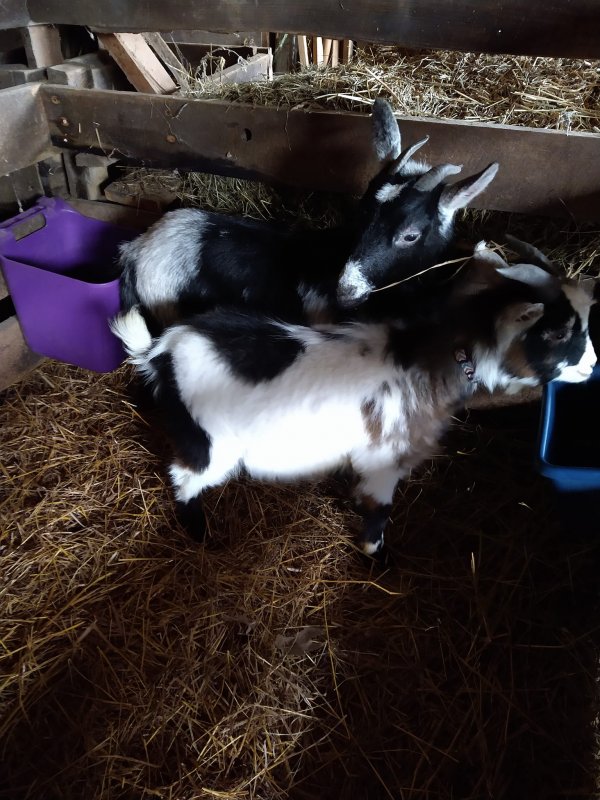 Goats 2.jpg