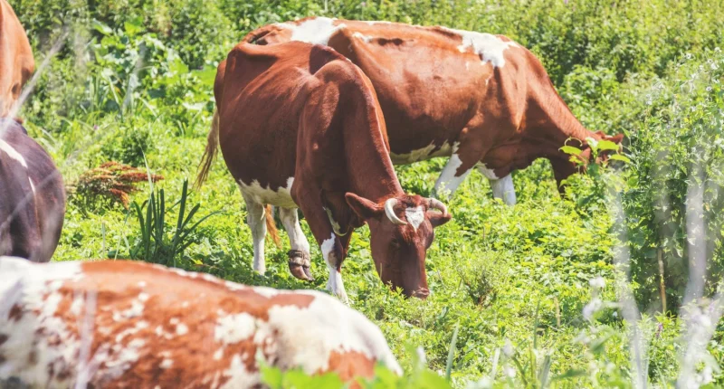 Grass-Fed-vs-Organic-Products.webp