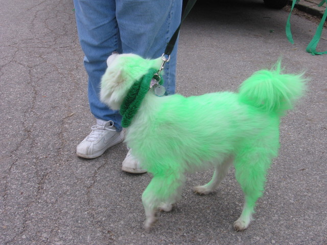 greendog.jpg