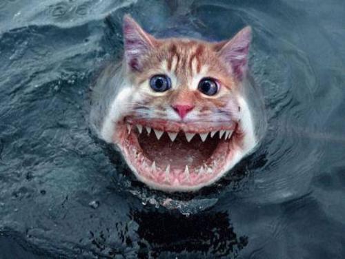 ha-shark-cat--large-msg-121548009458.jpg