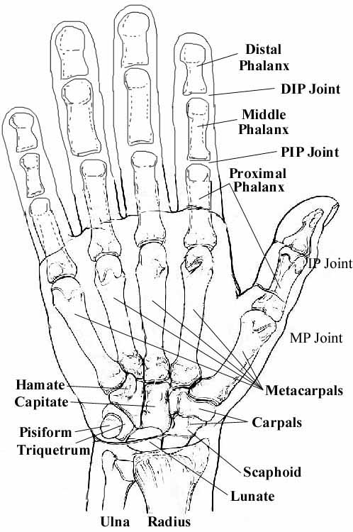 hand_anatomy_bones.jpg
