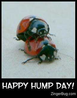 happy_hump_day_lady_bugs.jpg