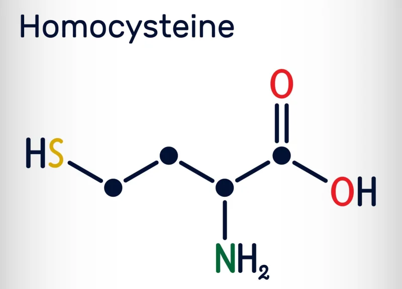 Homocysteine-Levels.webp