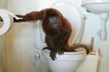 howler-toilet.jpg