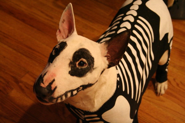 Icky__s_Halloween_Costume_2007_by_DianaArtimis.jpg