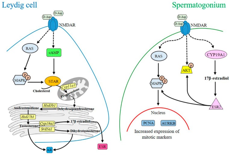 ijms-17-01127-g005.jpg