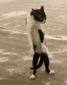 IMG_3938.gif