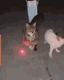 IMG_7537.gif