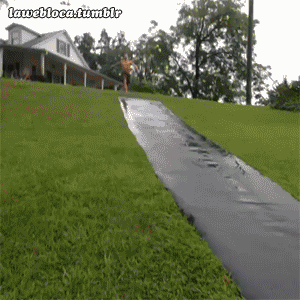 IMG_8363.gif