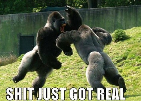 ****-just-got-real-gorillas.jpg