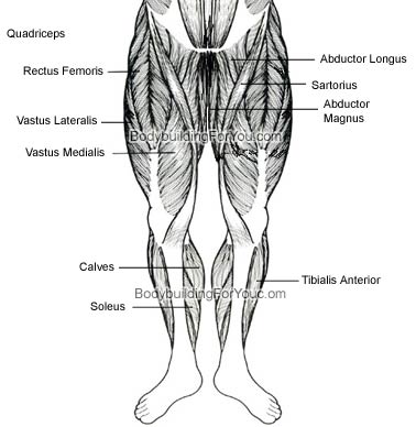 legs-muscle-chart-front.jpg