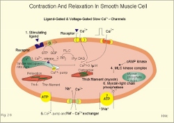 Muscle contraction (640x453) (250x177).jpg